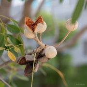It is the dry season in Vietnam,  so the pods in the trees are starting to crack open.