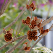 Each pod is perfectly symmetrical.