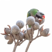 He  carefully picks out the seeds in the open pods of the tall tree.