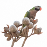 The bird suddenly becomes aware of my camera  in the open window.